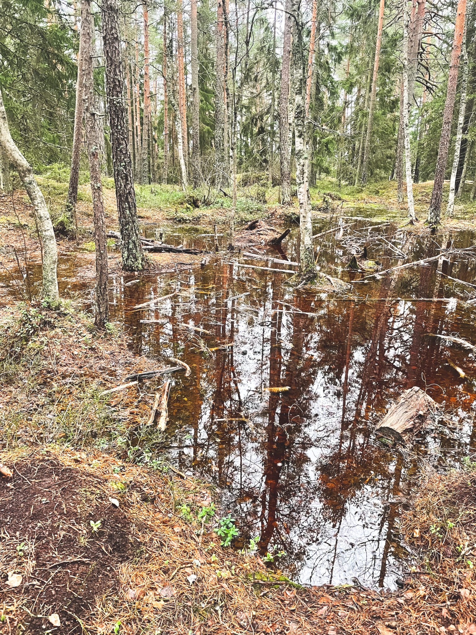 metsälampi