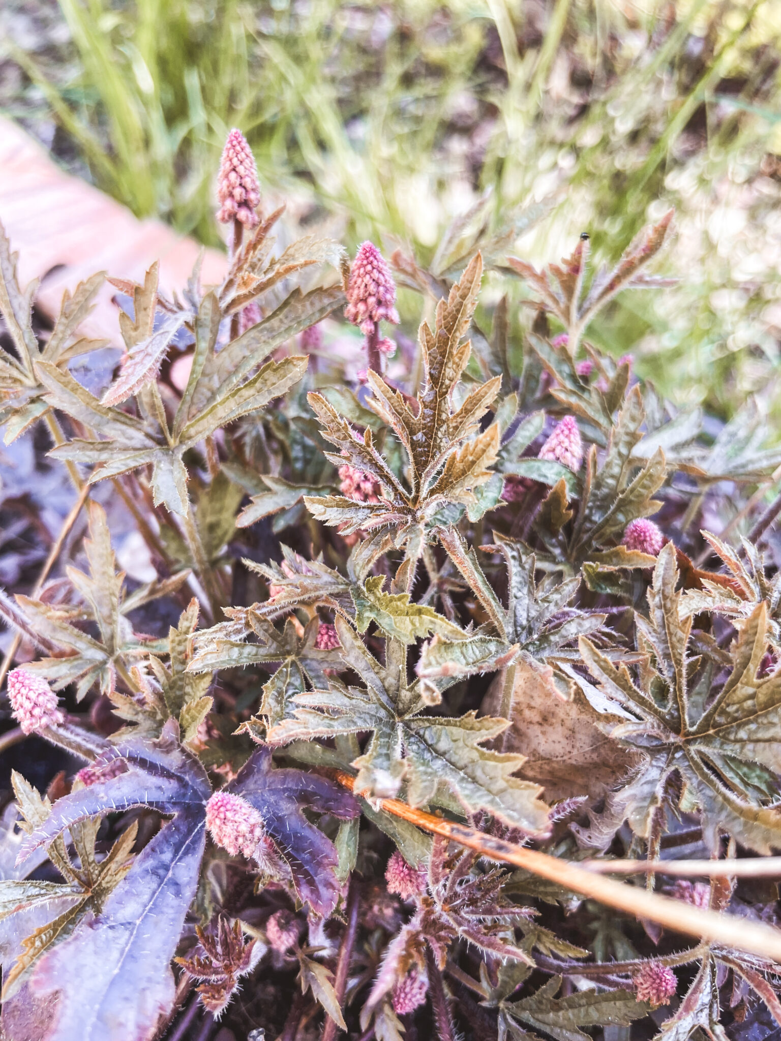tiarella