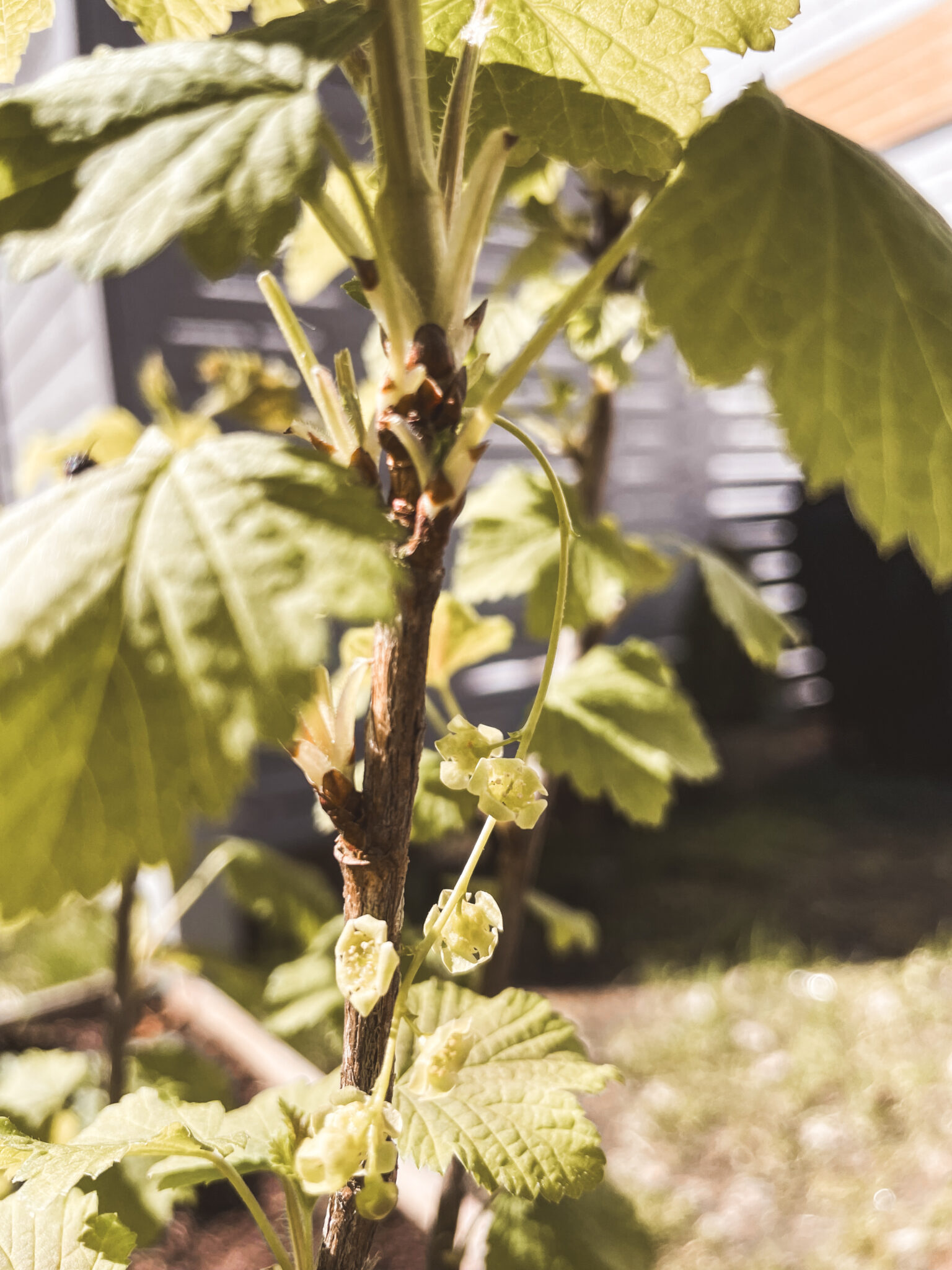 valkoisen herukan kukat