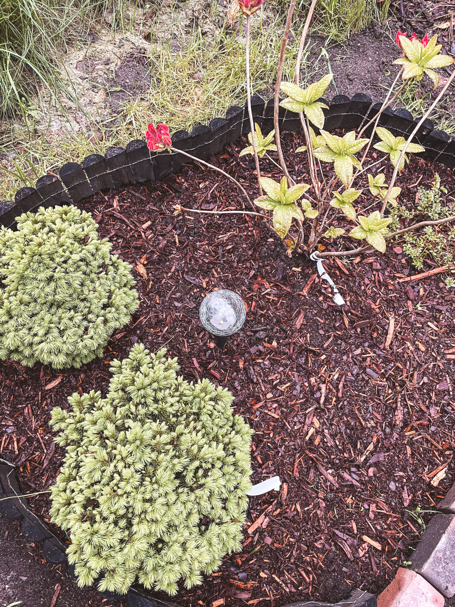 atsalea mandarin lights