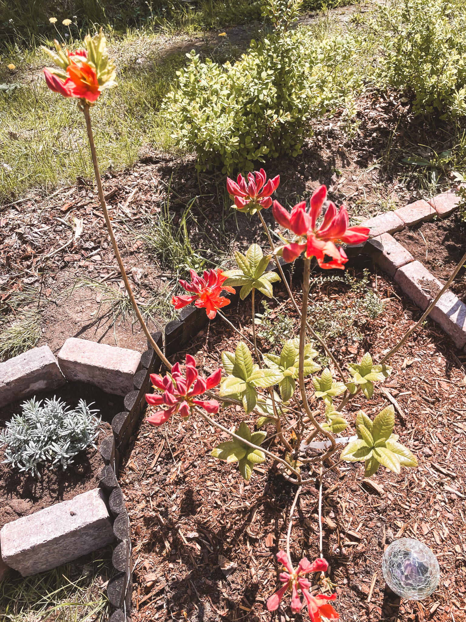 Atsalea Mandarin Lights