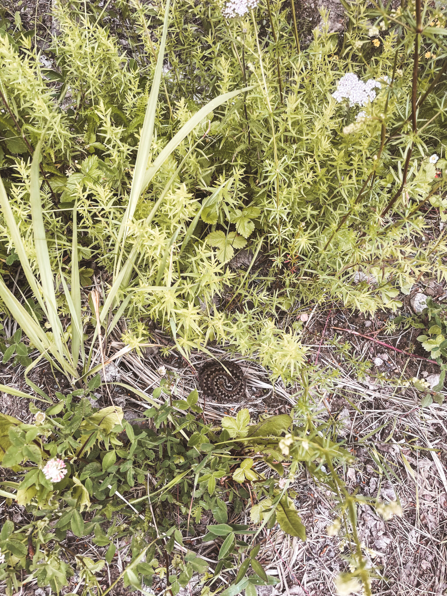 missä ahomansikka, siellä kyy